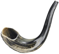 Shofar - Ram's Horn