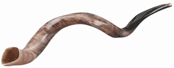 Yemenite Shofar